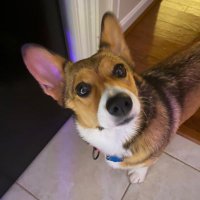 Isabella the Corgi(@CorgiIsabella) 's Twitter Profile Photo