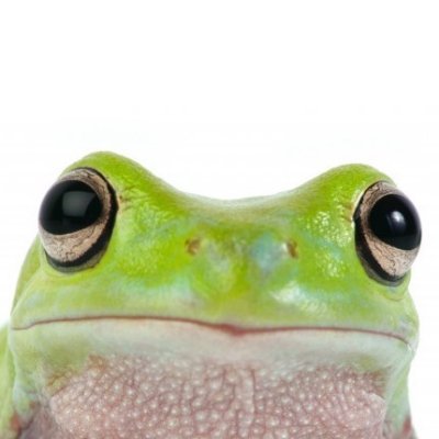 @FrogeLole
