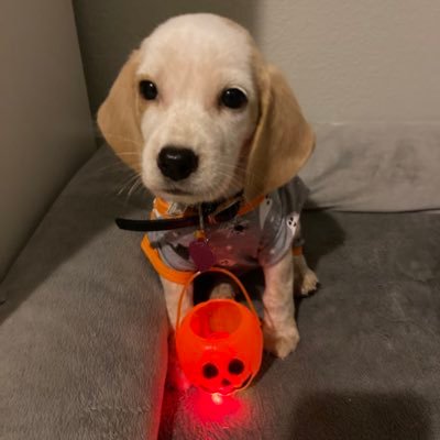 Snoopy TheLemonBeagle