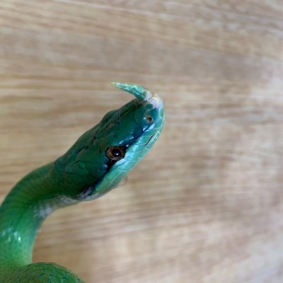 爬虫類好き。お酒好き。
飼育してる爬虫類や生き物のことがほとんど。日々の観察の備忘録がわりに。