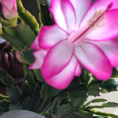 DigitalCurls's profile picture. Wife| Mother| Foodie and lover of plants. nature. gardening. health. wellness. Hashimoto’s Fighter | Joshua 1:9