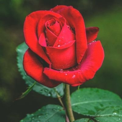 AzeyatiR's profile picture. Allah turunkan hujan 🌧️ sebab nak munculkan pelangi 🌈 🥰😍