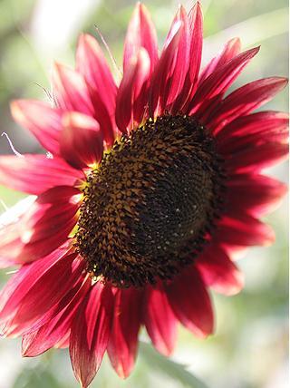 lovijovanna's profile picture. 乙女座A型ロマンティスト
☆熱く静かに、決して良心に恥じぬように。
妖しく激しく眩く輝く吉井和哉という星の命を観測したい☆