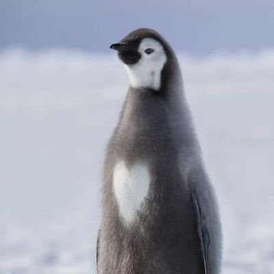 dos admins | subimos contenido de pingüinos todos los días 🐧💗