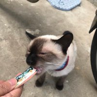 竜騎将 (@kaaaaaaaan17) 's Twitter Profile