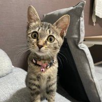 エマ(FIP寛解) (@ema_cat2231) Twitter profile photo