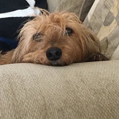 kvando56's profile picture. Former Southern Tier New Yorker who loves Tampa Bay sports teams, my family and my dogs. Vaccinated. TFG is a criminal. No DM. #Resist #BLM #LGBTQ #Blue2022