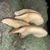 ããã (@fungi_youji) Twitter profile photo ããã (@fungi_youji) Twitter profile photo