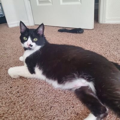 TorvusMessorem's profile picture. Gamer, hockey fan, reader, poet and all around great guy to know. Need I say more?