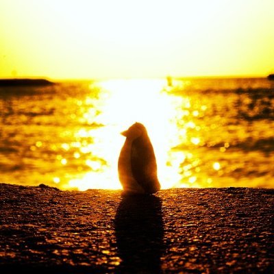 proletaro's profile picture. Que culpa tengo de tener la sangre roja y el corazón a la izquierda ☭