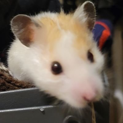 cornzacharhanba's profile picture. ハロー