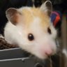 cornzacharhanba's profile picture. ハロー