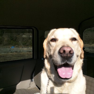 shuwantZ0522's profile picture. 盛りだくさん