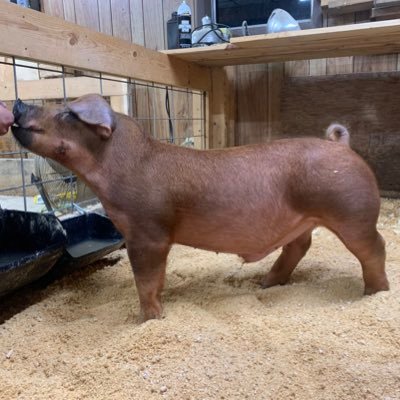 Durocs, they grow on you. Just a kid chasing big dreams. If it ain’t red keep it in the shed!  Just because others say no doesn’t mean it can’t be done