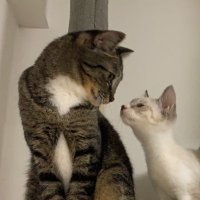 しらすとくもくも🐾 (@shirasuandcumo) Twitter profile photo