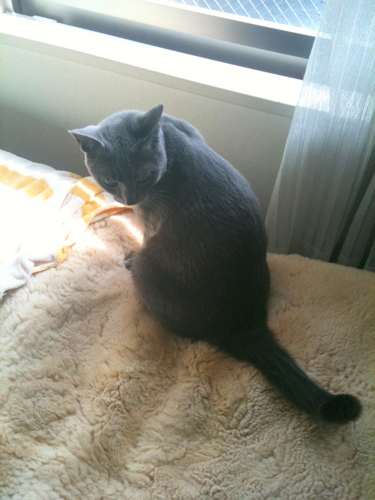 asamotakk's profile picture. 