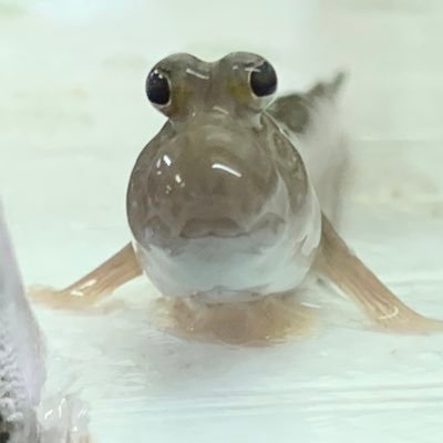 愛知県豊田市で熱帯魚と海水魚を販売しているフレンドです🐠お問い合わせは電話0565-57-2954かメールfriend@hm8.aitai.ne.jpでお願いします