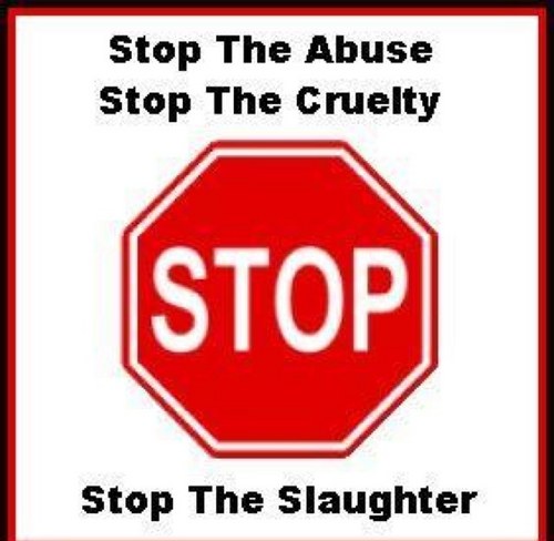 This is an account made to help STOP ANIMAL CRUELTY. If you are against animal cruelty, please follow. Thank you! http://t.co/wOaC35a