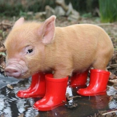 I'm just a piglet in a big pig world...