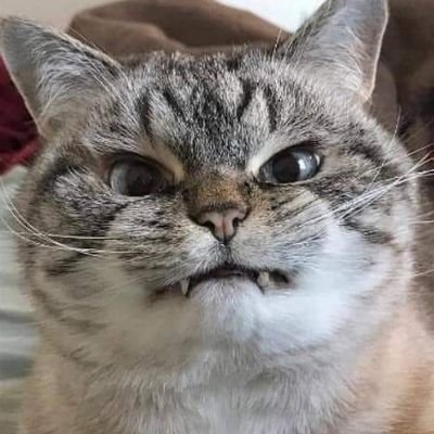 cawsnmafy's profile picture. người lương thiện xứng đáng được yêu thương
người hãm lồn ăn cứt