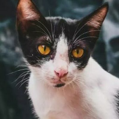 Astrang57382167's profile picture. Im a person