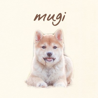 柴犬むぎ 2023.2.11（🦁2歳4ヶ月） みんなおはよーーーー🥯𓈒𓂂𓏸 いまの