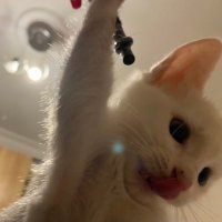 Dilara (@karatdilara) 's Twitter Profile Photo Dilara (@karatdilara) 's Twitter Profile Photo