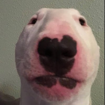 KristofLanga's profile picture. .