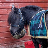 Cpl Cruachan IV (@cplcruachan_iv) 's Twitter Profile