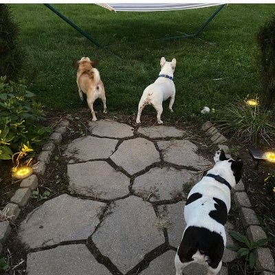 One sweet Puggle and 2 Frenchie's that are brothers.   We play, eat, and give loving snuggles constantly.  Be our friends, we love fur babies! Squirrel chasers.