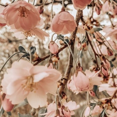 olga_tomato's profile picture. 🌸より🍡より🍶🍺のｱﾗｻｰOL突然の沼落ち2021.4。SixTONES以外も呟きます。嵐も🫶 ゆるくD🧚🏝️🏴‍☠️/ゆるくゆるくミュ🎶