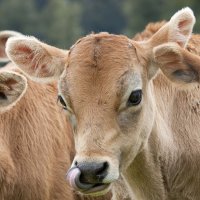 Ragna Gruendler (@ragna_strub) 's Twitter Profile Photo