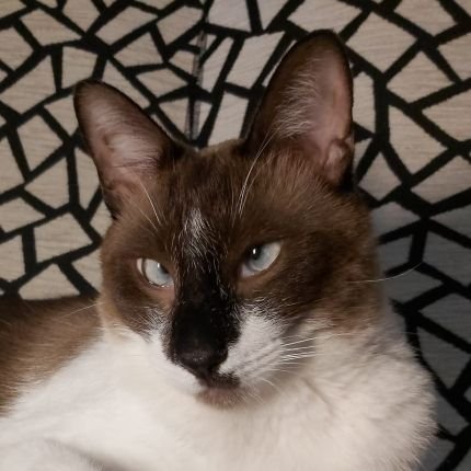 _daaniloo_'s profile picture. 