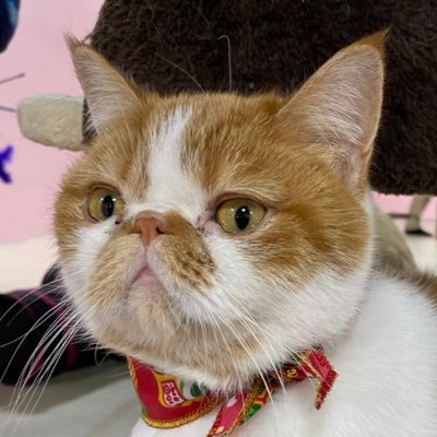 狸猫 (@d_l56) / Posts / X