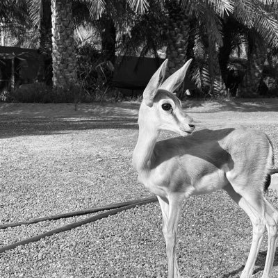 liol9o's profile picture. بنيّه تحب الورد و دواوين الشعر والقهوه💛.