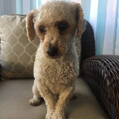 I’m Enzo - a toy poodle born Nov 18, 2019. Living my happiest life with my humom & hudad!! I love stuffies, going for walkies, snuggles and belly rubs!!!