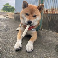 ゆりゆり🦝🦔 (@yuriyuri__k) Twitter profile photo