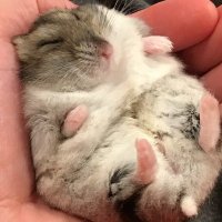 Ryan LaLumiere (@lalumiereryan) 's Twitter Profile
