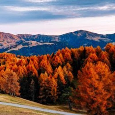 FarqosadzeLasha's profile picture. 