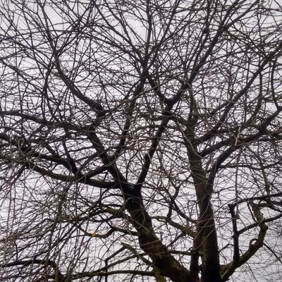 poppy_blues's profile picture. #bisexual #autistic #mentalhealth #harmreduction for #addictions and #eatingdisorders. TW: #semirecovery #grief #meditation #StarTrek