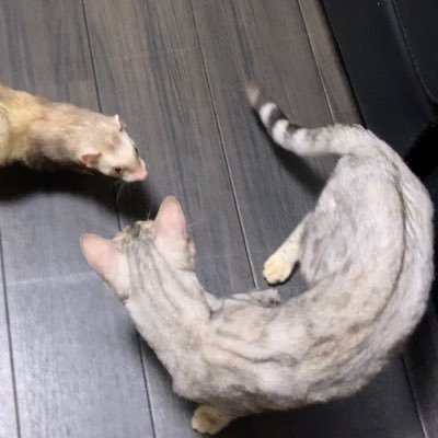 y27r0's profile picture. Animal 🦒 LOVE💜ペットちゃんたちの日常を投稿していきます!!!!