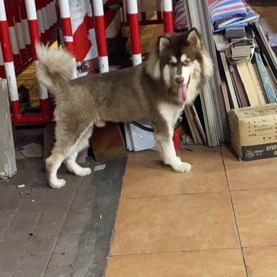 J8kuangmo's profile picture. 