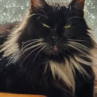 😺Little Ink😺 (@littleink09) 's Twitter Profile Photo 😺Little Ink😺 (@littleink09) 's Twitter Profile Photo