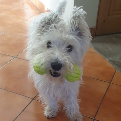 Bibis1013's profile picture. 