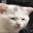 nickap03's profile image