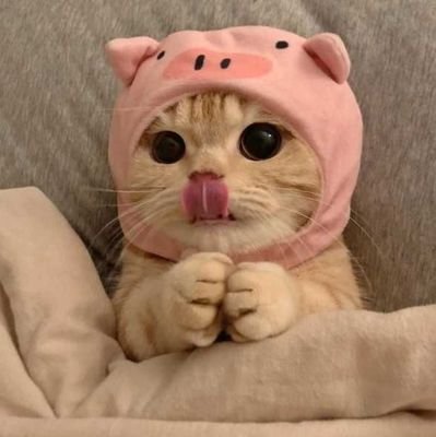 Catflow47214137's profile picture. 