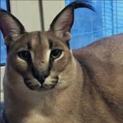 RefillableC's profile picture. I get refilled with a shit ton of mayonaise