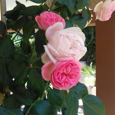 Madrili2's profile picture. l'ottimismo