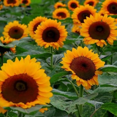 🌻ひまわり🌻さんのプロフィール画像