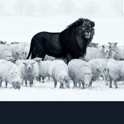 nocovip's profile picture. God/Family/Country. Grandfather WW2. Husband Persian Gulf. VFW Life Member. 
America is lost. Freedom is gone. Socialism is knocking.